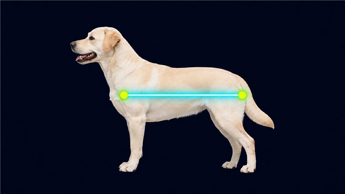 Body length diagram