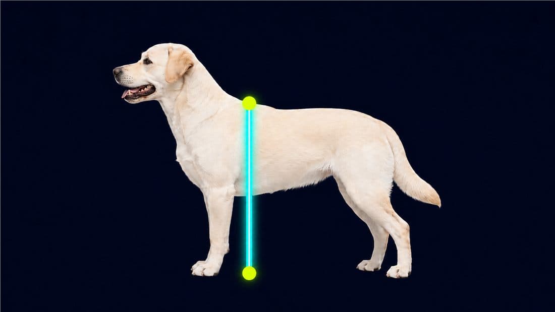 Standing height diagram