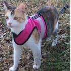 Kitty Holster cat harness product image
