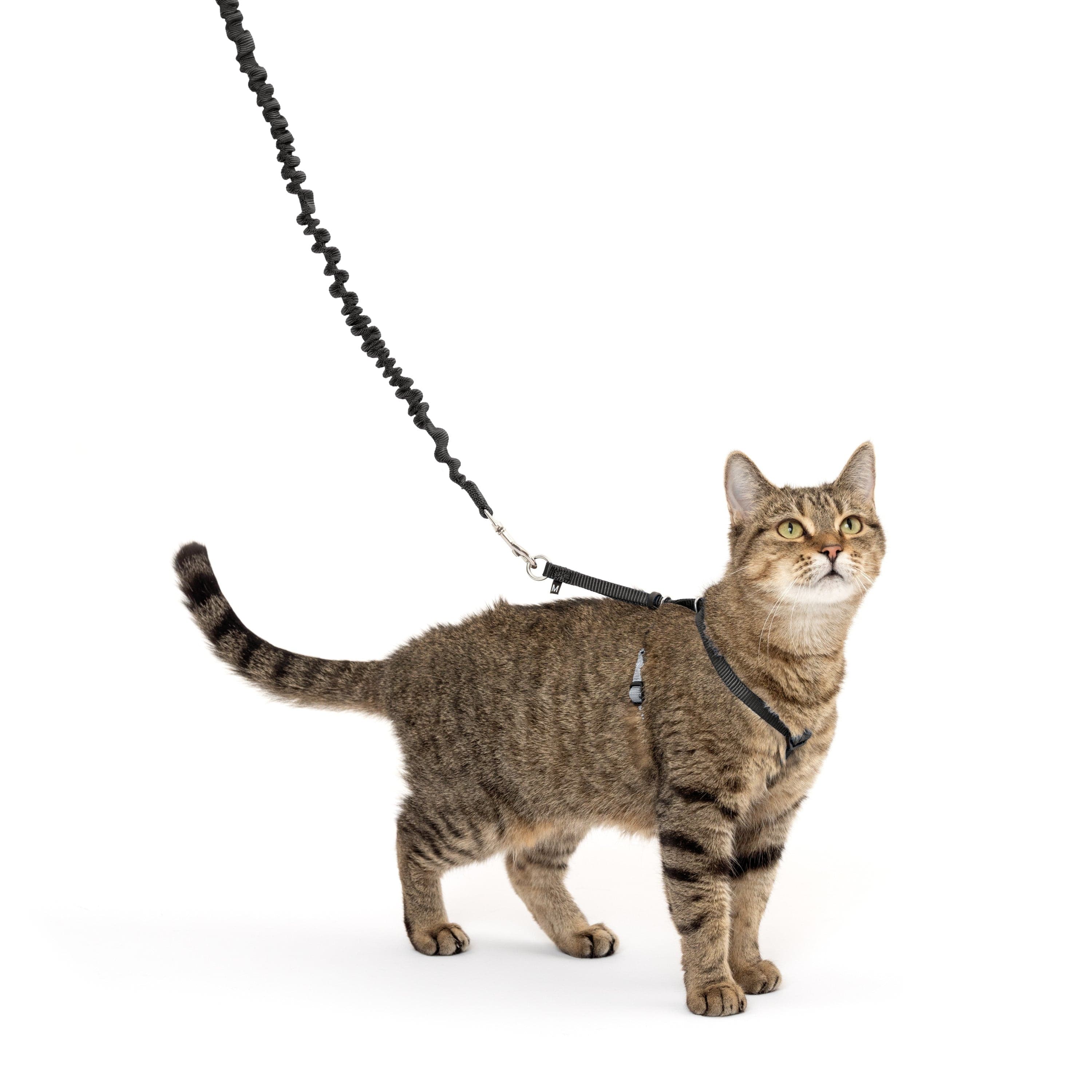 PetSafe Come With Me Kitty harness and bungee leash product image